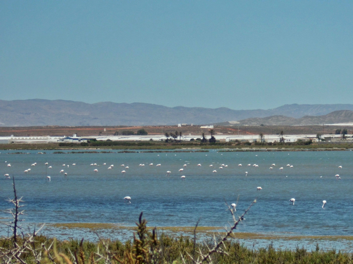 Flamencos en las salinas de Cabo de Gata
