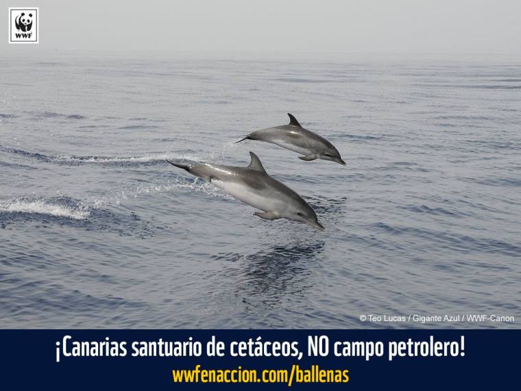 delfines en aguas canarias