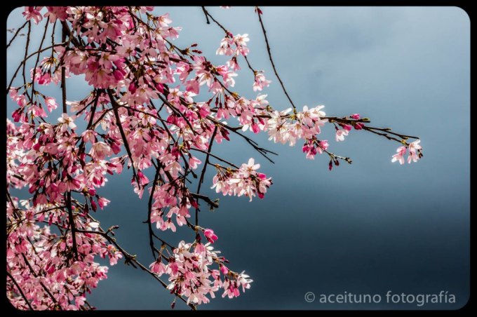 Detalles de Pinto, marzo de 2015. Fotógrafo: Daniel Ramos.