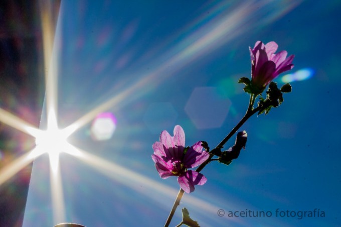 Daniel Ramos - Aceituno